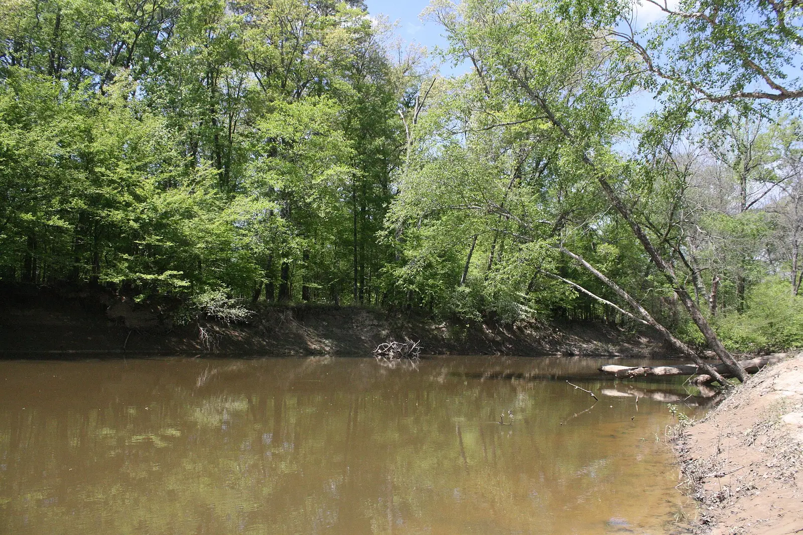 Saline River at Jenkins' Ferry Battleground State Park (looking upstream from boat ramp)