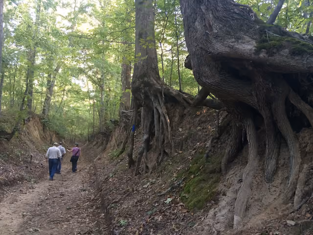 Exposed tree roots at Village Creek State Park in Wynne, Arkansas Keywords: trte; trail of tears national historic trail; nht; national…