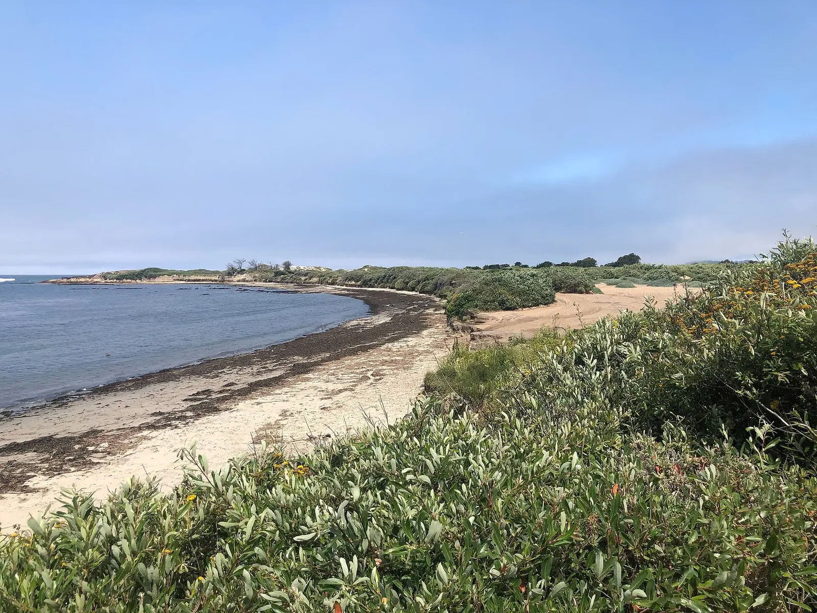 Año Nuevo Coast Natural Preserve, Pescadero, Vereinigte Staaten Jul 12, 11-31-58 AM