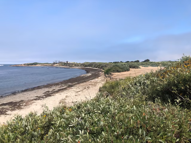 Año Nuevo Coast Natural Preserve, Pescadero, Vereinigte Staaten Jul 12, 11-31-58 AM