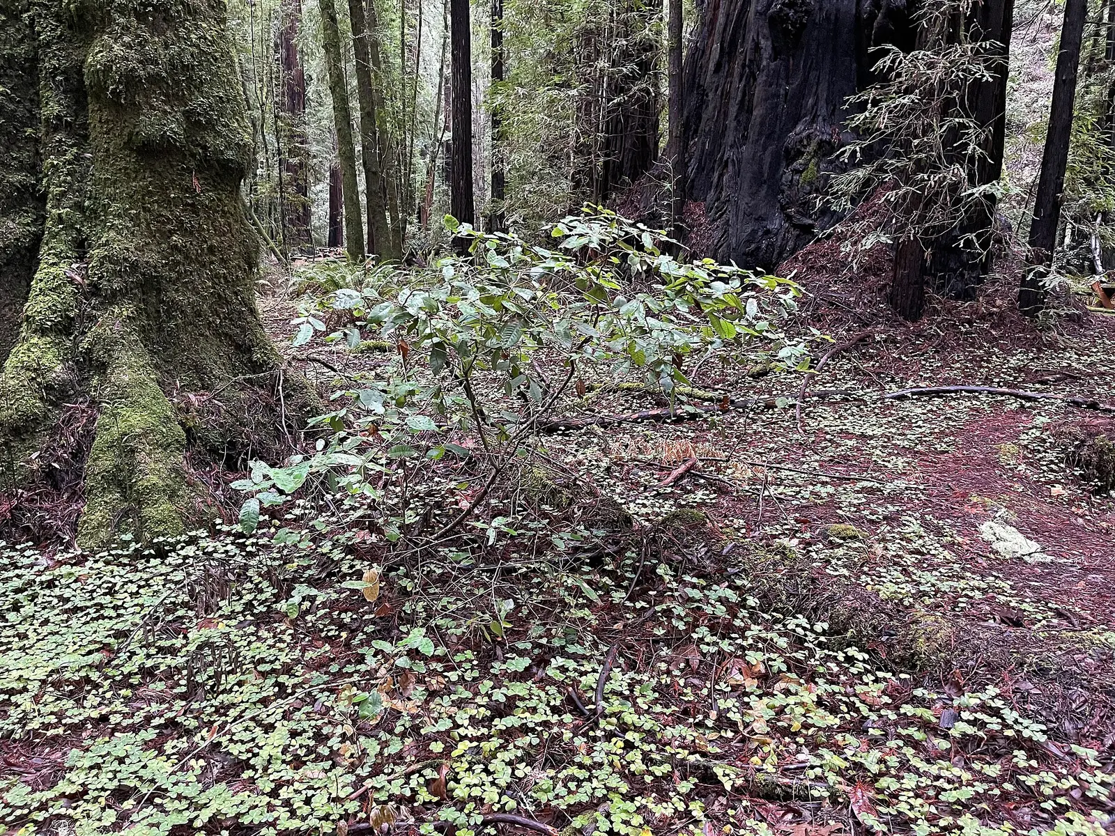 California bay laurel (Umbellularia californica) at Armstrong Redwoods State Natural Reserve