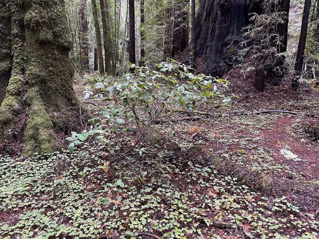 California bay laurel (Umbellularia californica) at Armstrong Redwoods State Natural Reserve