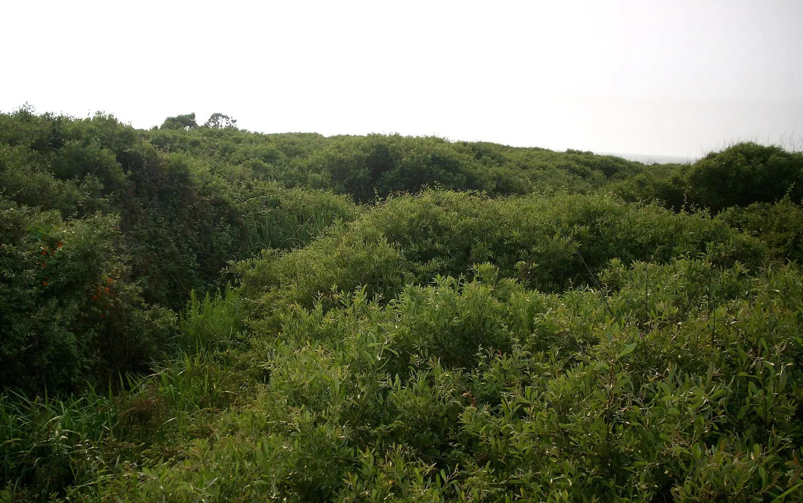 Flora at Asilomar State Beach