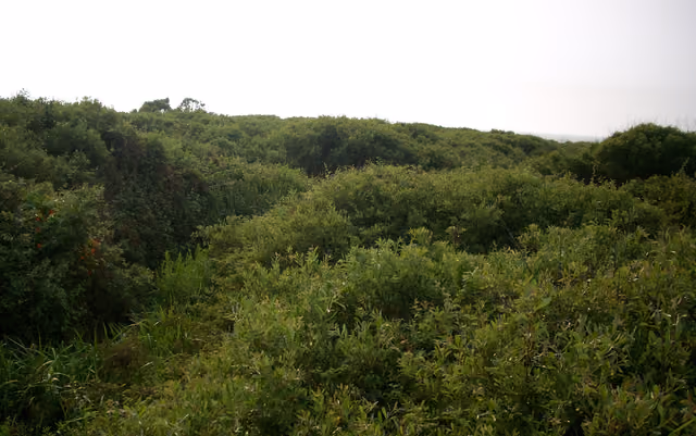 Flora at Asilomar State Beach