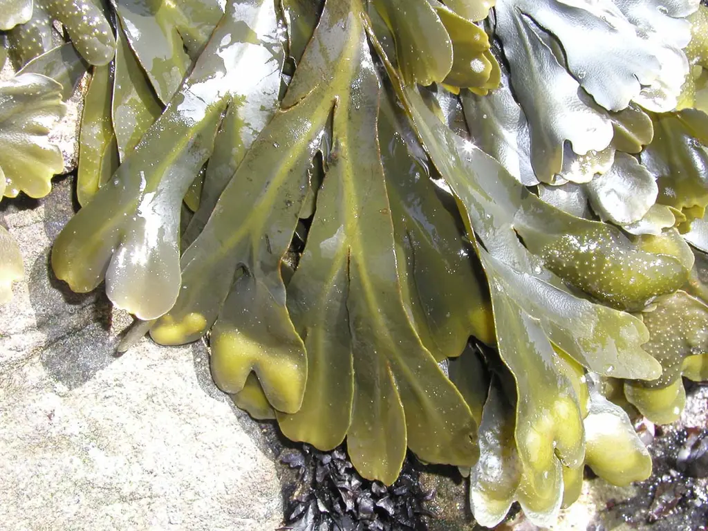 The rockweed Fucus gardneri has many common names, including popweed and bladderwrack — Bean Hollow State Beach