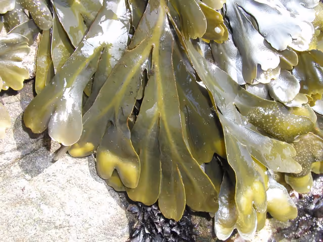 The rockweed Fucus gardneri has many common names, including popweed and bladderwrack — Bean Hollow State Beach