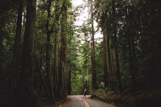 Big Basin Redwoods State Park, Boulder Creek, United States