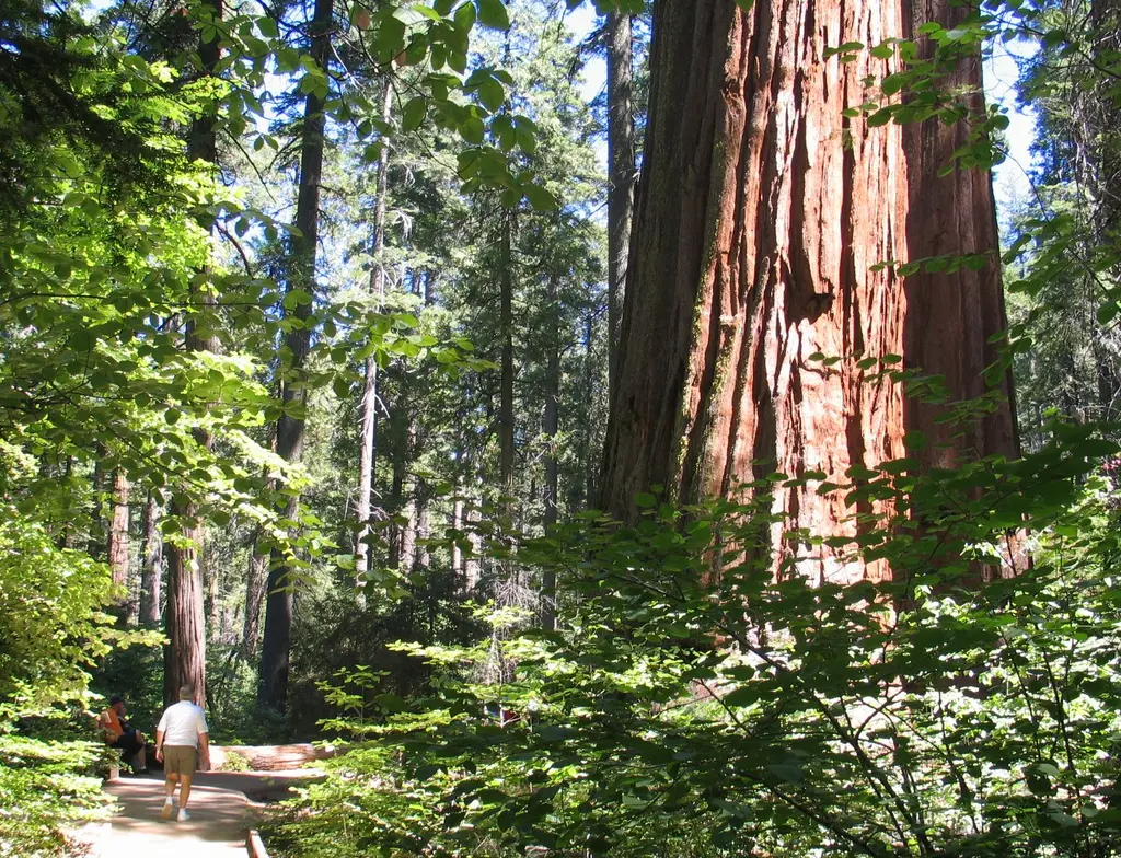 Calaveras Big Trees State Park in the western Sierra Nevada , Calaveras County , California