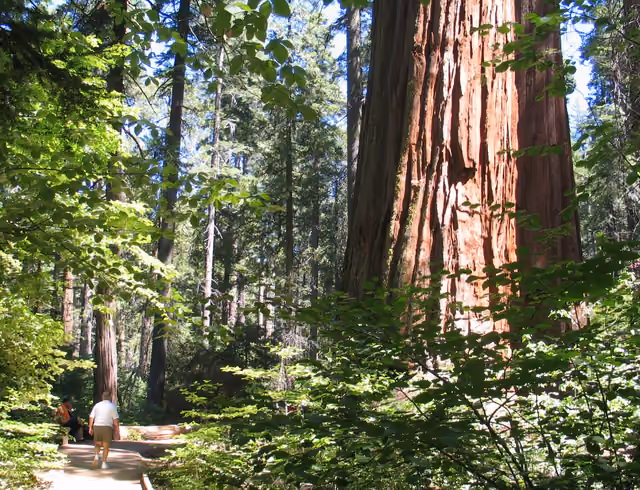 Calaveras Big Trees State Park in the western Sierra Nevada , Calaveras County , California