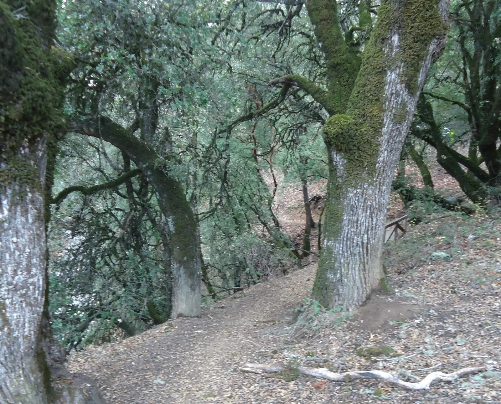 Castle Rock State Park is a state park of California, USA, located along the crest of the Santa Cruz Mountains