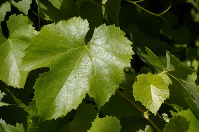 Vitis californica at Caswell Memorial State Park spring leaves