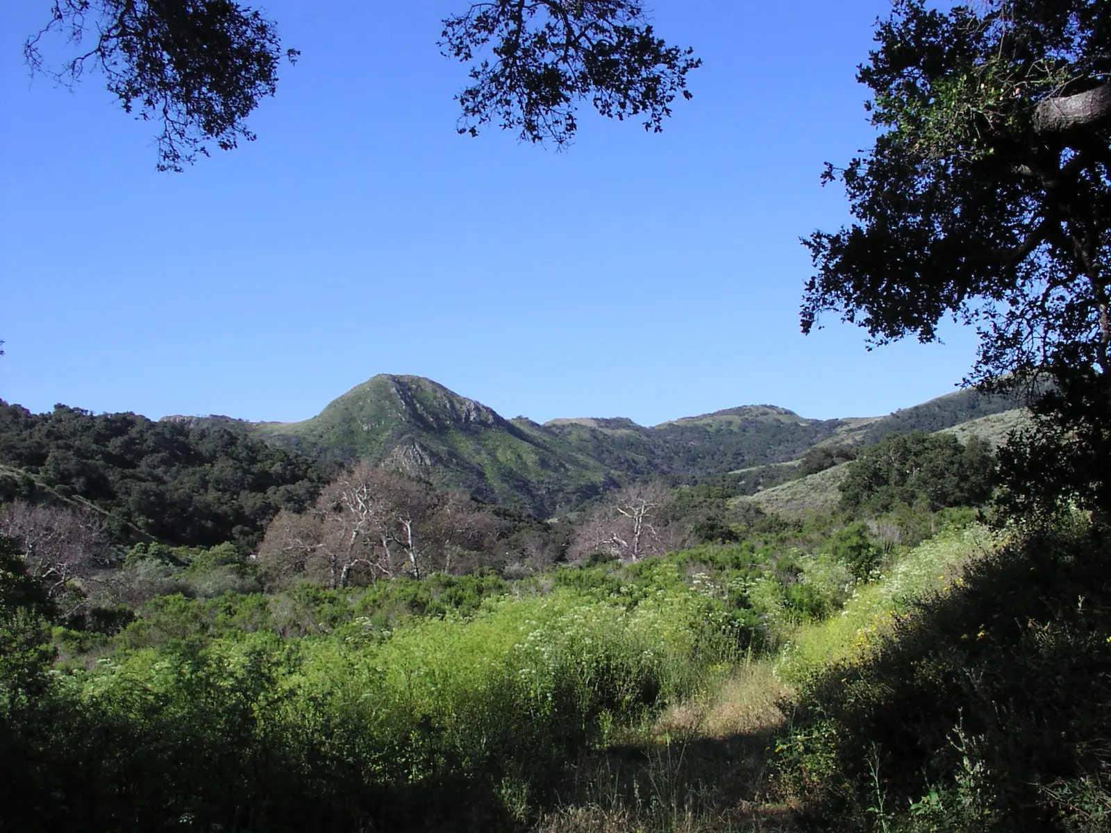 Gaviota State Park, west unit trail, Santa Ynez Mountains, Santa Barbara County, California, USA California Sycamores, Platanus racemosa…