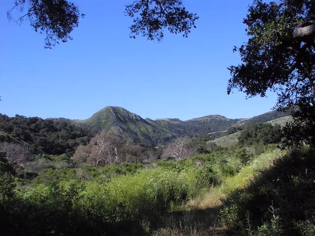 Gaviota State Park, west unit trail, Santa Ynez Mountains, Santa Barbara County, California, USA California Sycamores, Platanus racemosa…