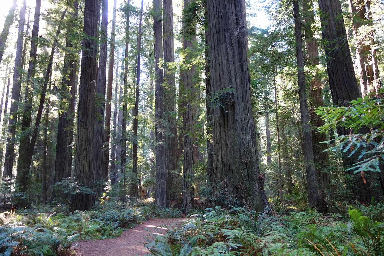 Humboldt Redwoods State Park, southern Humboldt County, California, USA