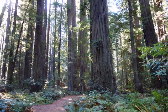 Humboldt Redwoods State Park, southern Humboldt County, California, USA