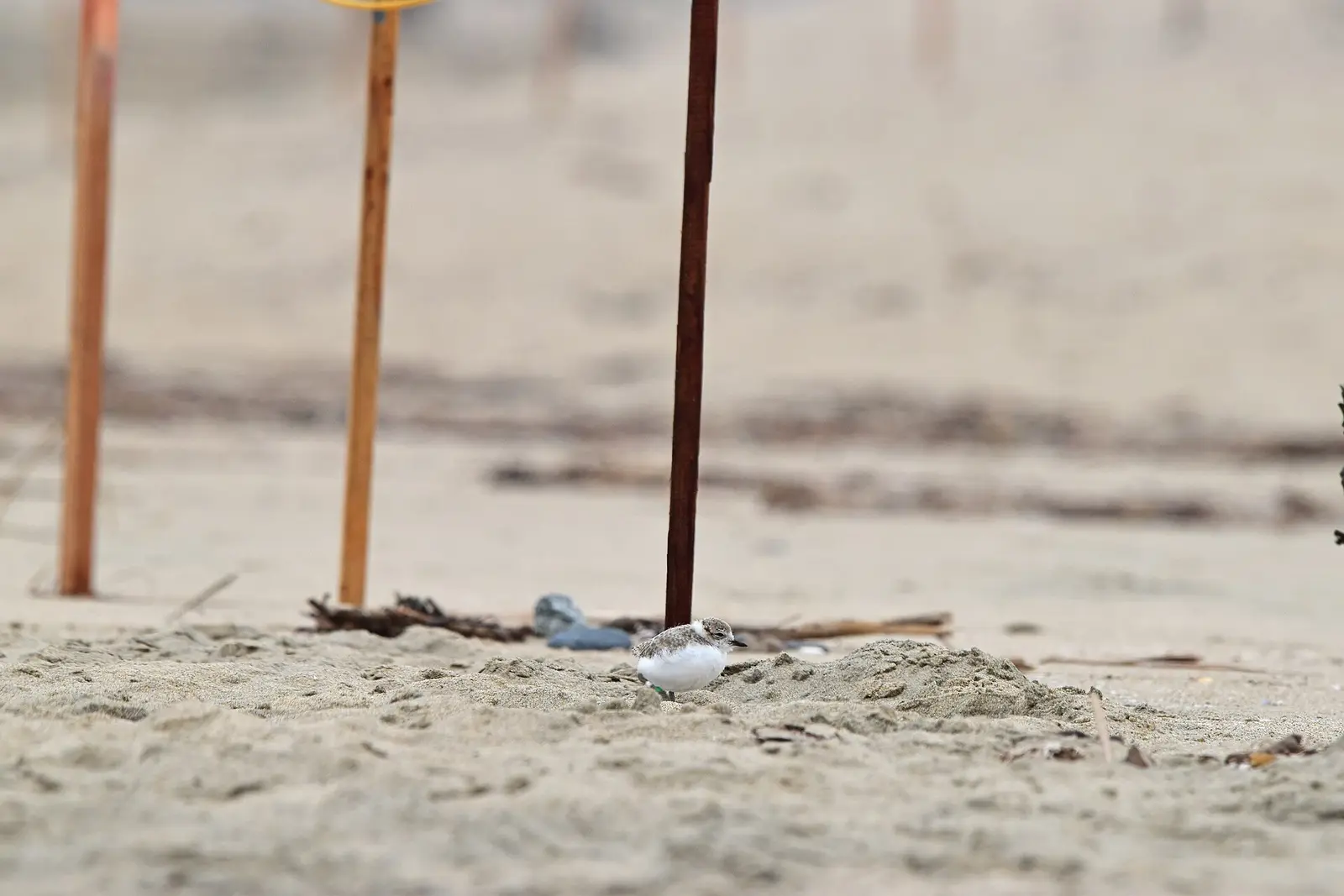 Puffy chick at Huntington State Beach