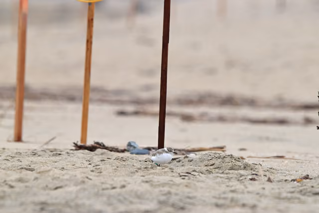 Puffy chick at Huntington State Beach