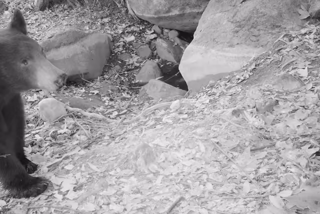 Camera traps picked up the presence of black bear in Malibu Creek State Park on July 26, 2016