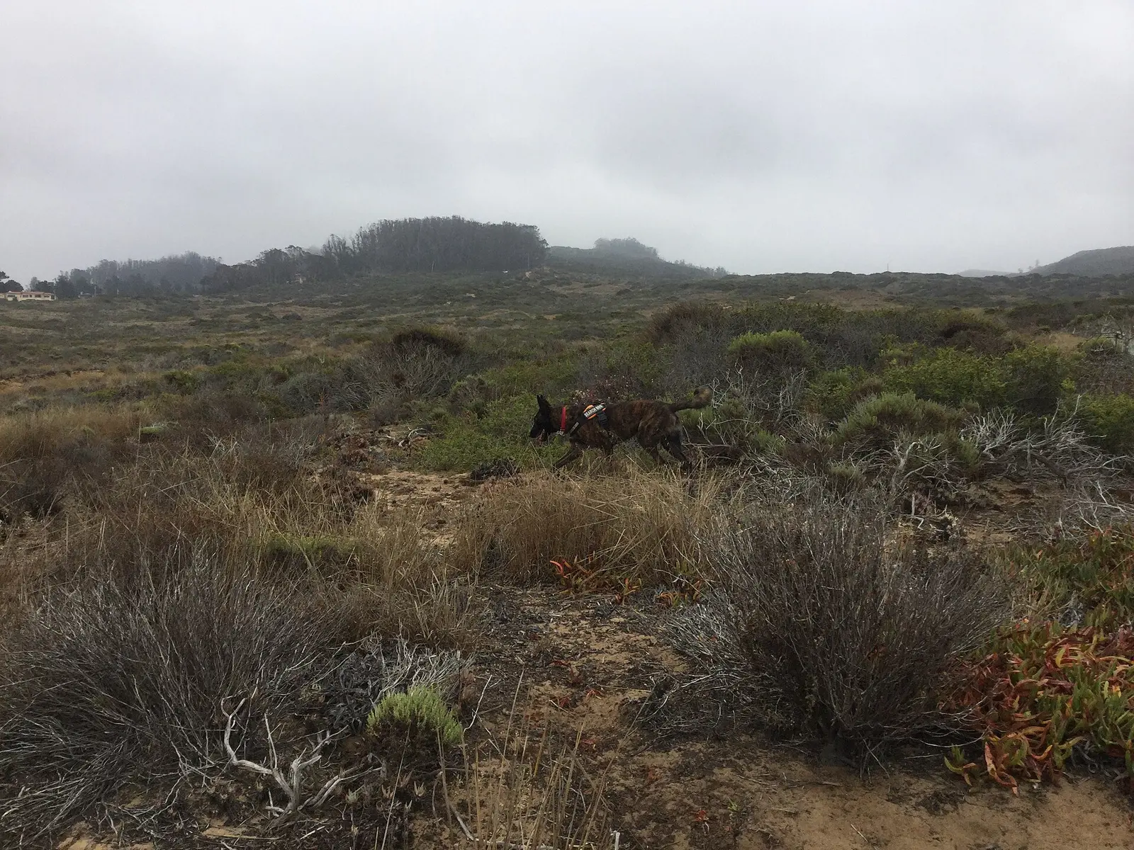 Vector, a wildlife scent detection dog, searches for the scent of the Morro bay kangaroo rat at Montana de Oro State Park in San Luis…
