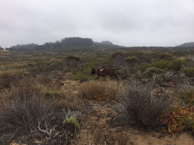 Vector, a wildlife scent detection dog, searches for the scent of the Morro bay kangaroo rat at Montana de Oro State Park in San Luis…