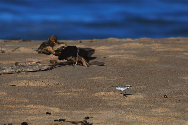 A banded western snowy plover at Monterey State Beach.