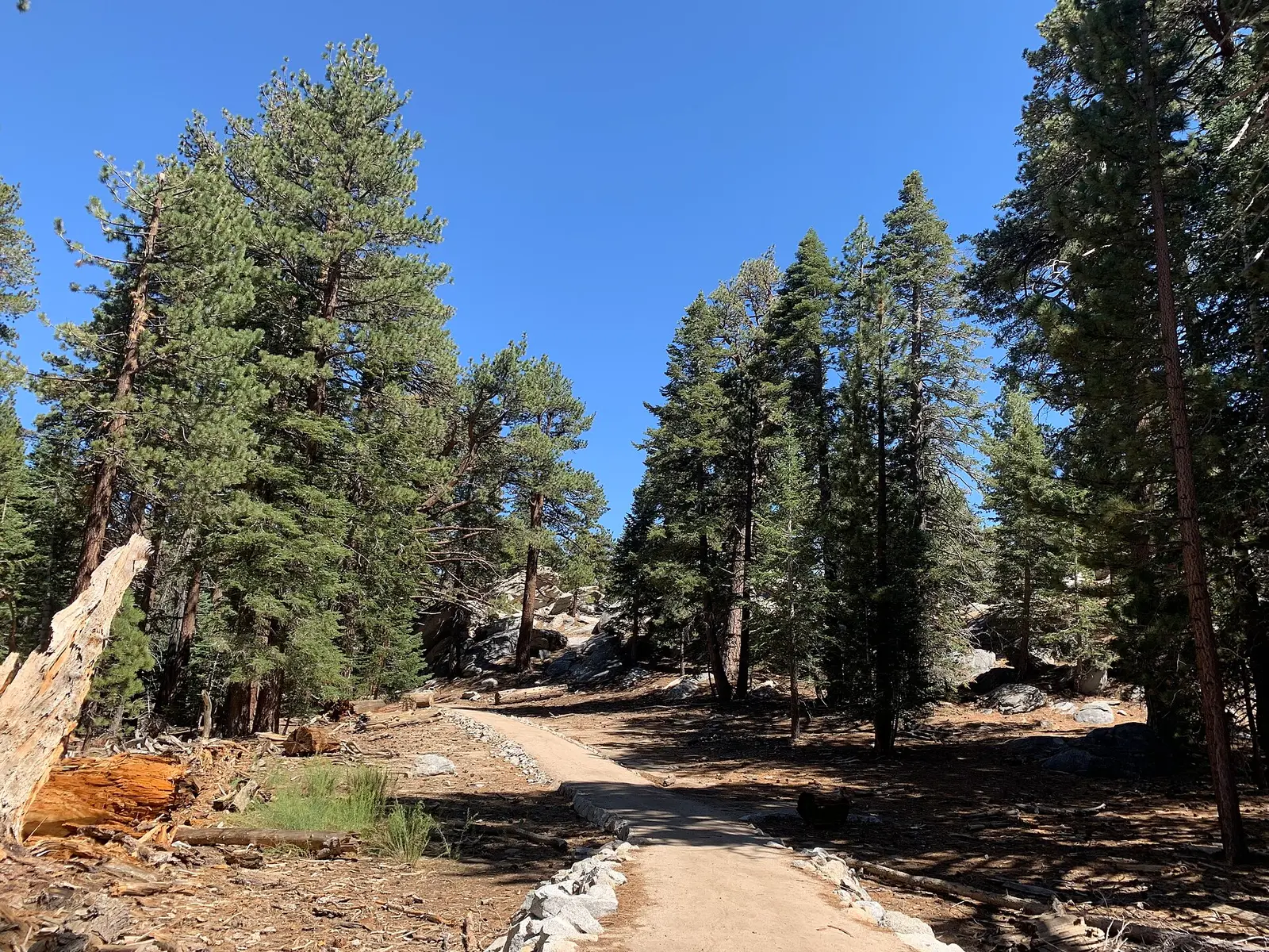 A man-made trail down the forests of Mount San Jacinto State Park during the late summer