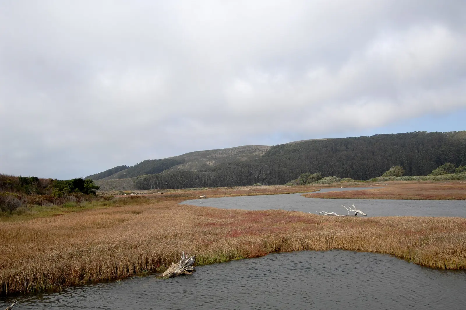 Pescadero lagoon is an extremely complex ecosystem, with eight special status plant species, ten wildlife species and two stream corridors