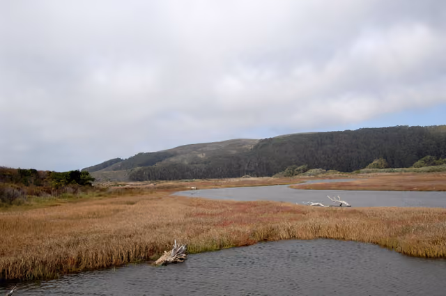 Pescadero lagoon is an extremely complex ecosystem, with eight special status plant species, ten wildlife species and two stream corridors