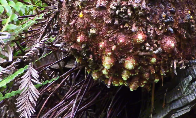 Close view of the portion of a redwood lignotuber that is actively budding in Prairie Creek Redwoods State Park, California