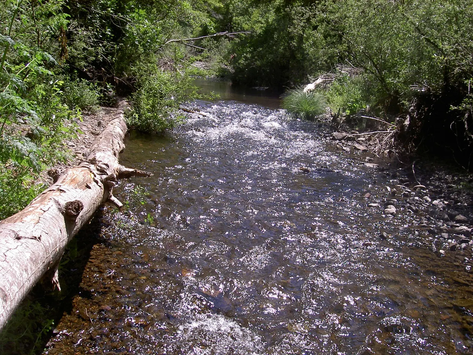 Lagunitas Creek in Samuel P