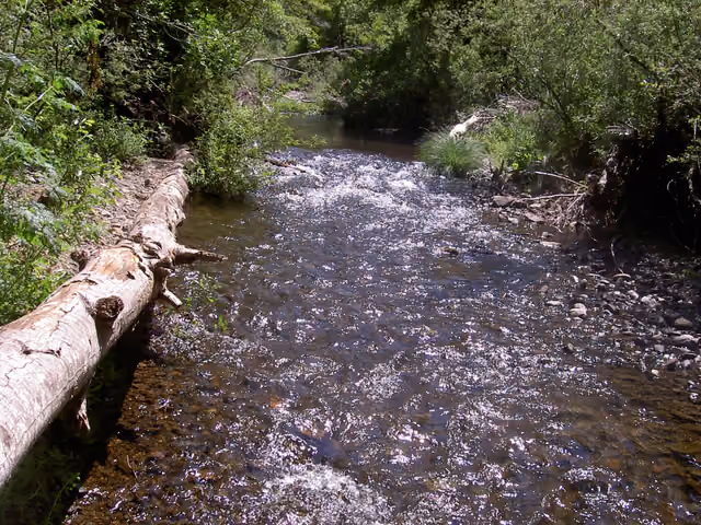 Lagunitas Creek in Samuel P