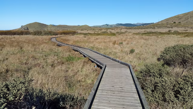 This view is taken looking north along the Kortum Trail through the coastal terrace of the Sonoma Coast State Park with California coast…
