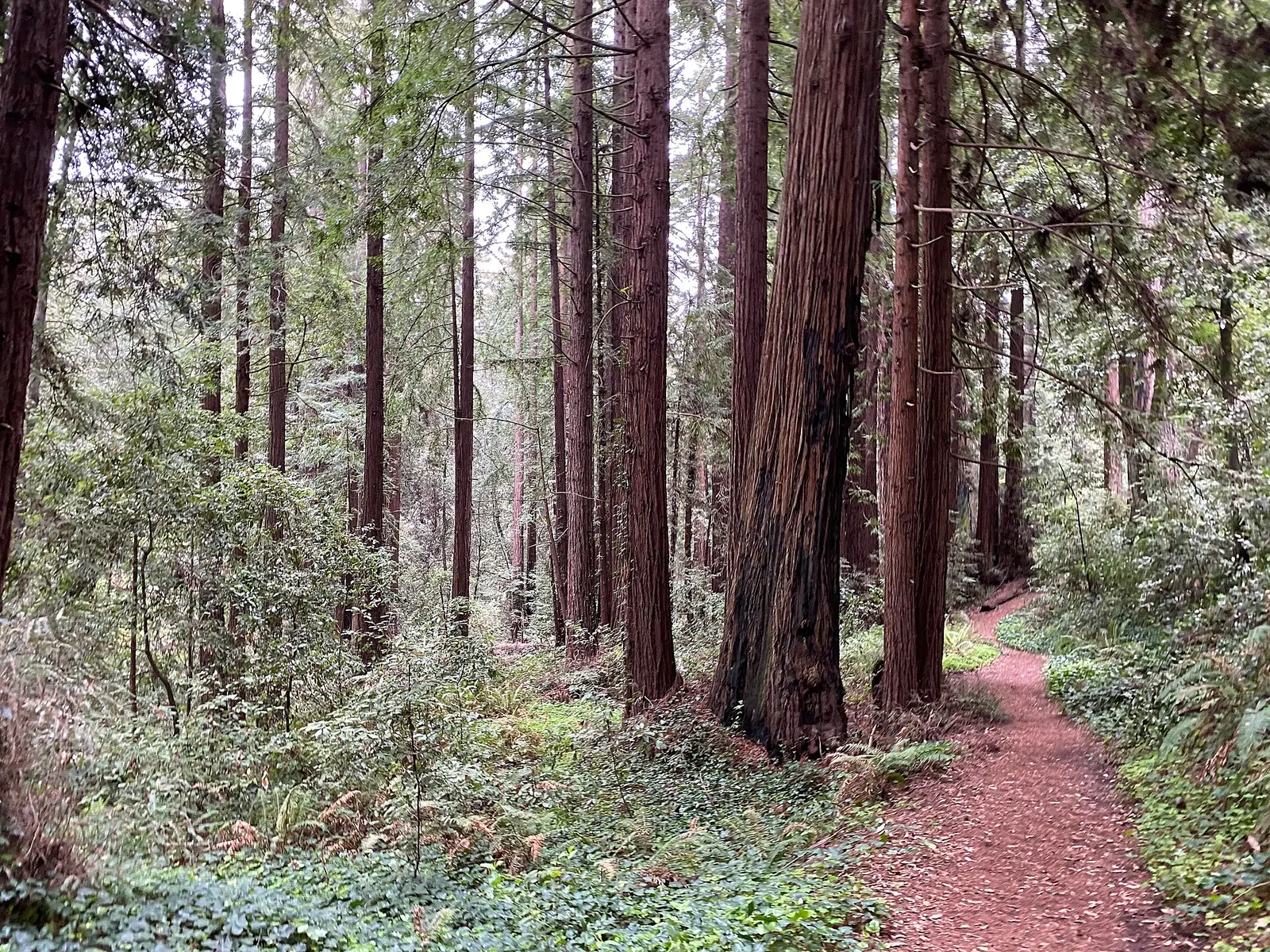 The Forest of Nisene Marks State Park