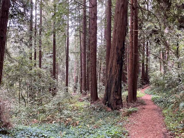 The Forest of Nisene Marks State Park