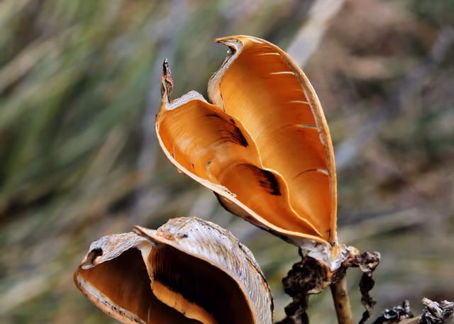 Yucca pod — Lory State Park