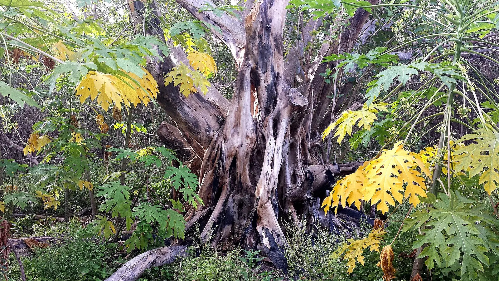 BILL BAGGS PARK, Key Biscayne, Miami, FL (5-11-14)