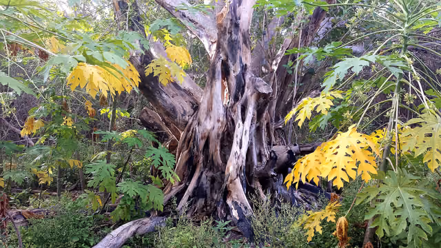 BILL BAGGS PARK, Key Biscayne, Miami, FL (5-11-14)