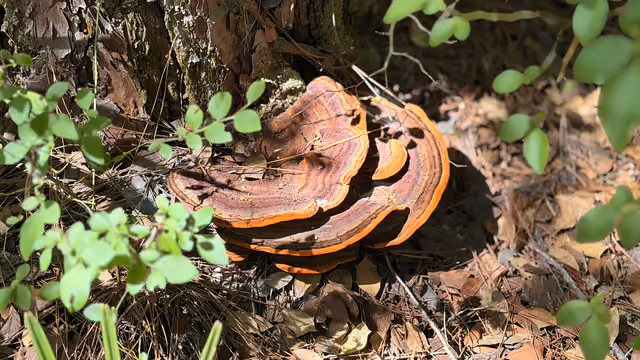 Ganoderma meredithiae spotted at the base of a pine tree on the riverbank — Blackwater River State Park