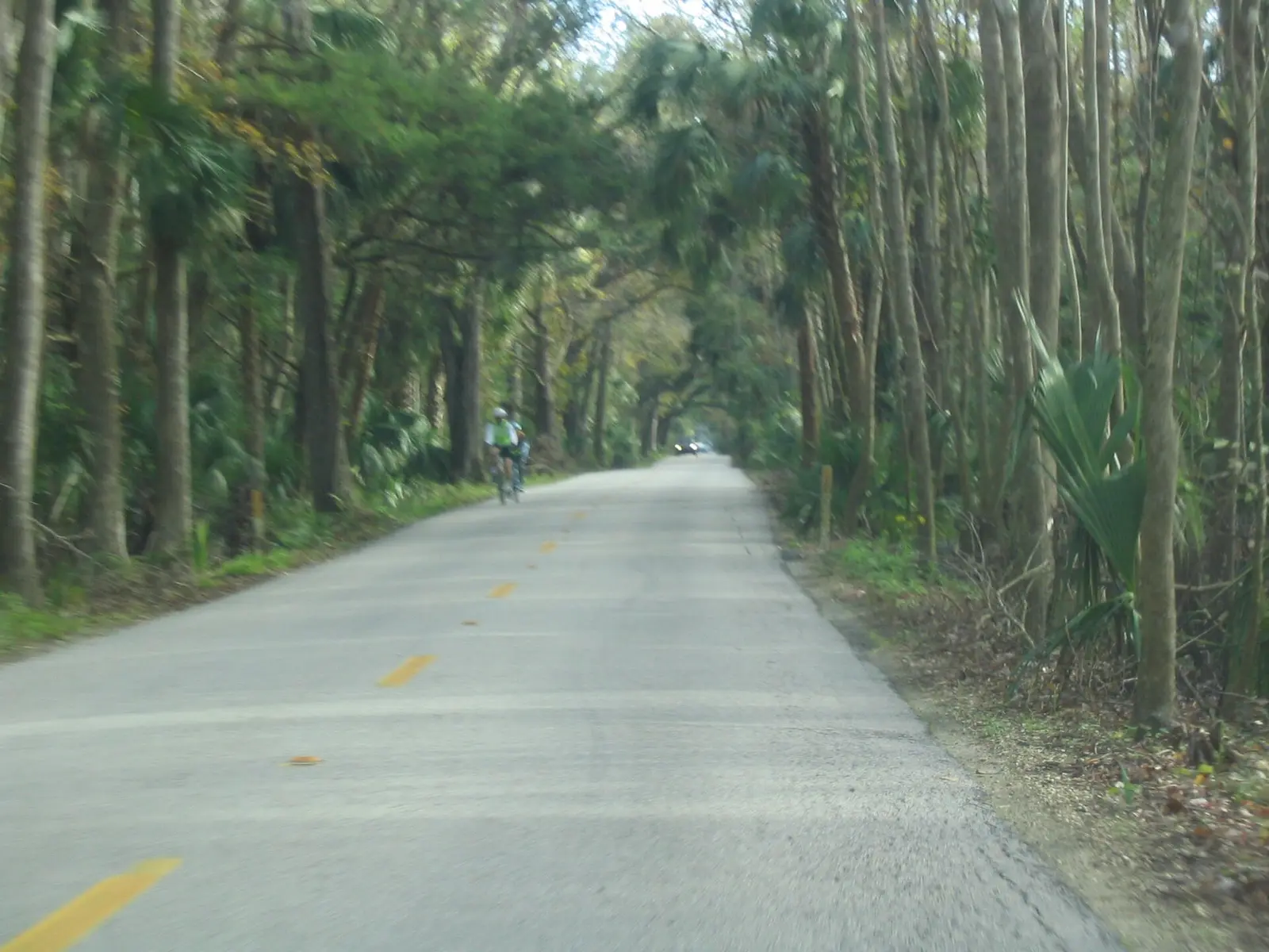 Walter Boardman Lane east in Bulow Creek State Park
