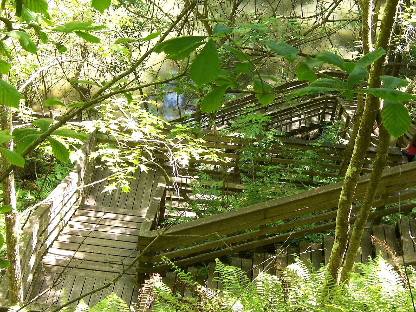 Stairs leading down to observation deck at Devil's Millhopper Geological State Park