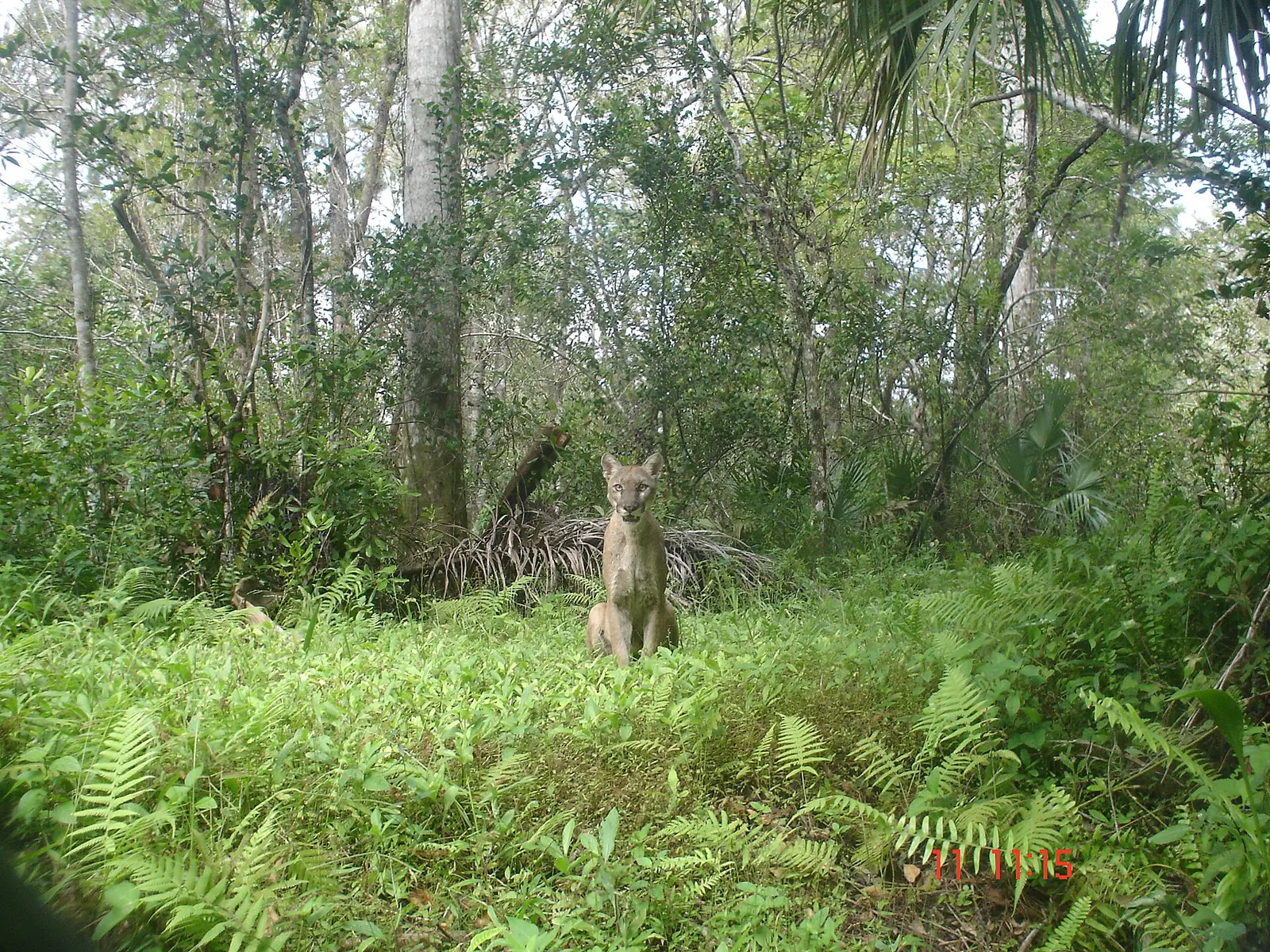 Credit: David Shindle for the Conservancy of Southwest Florida Learn more about the Florida panther at…