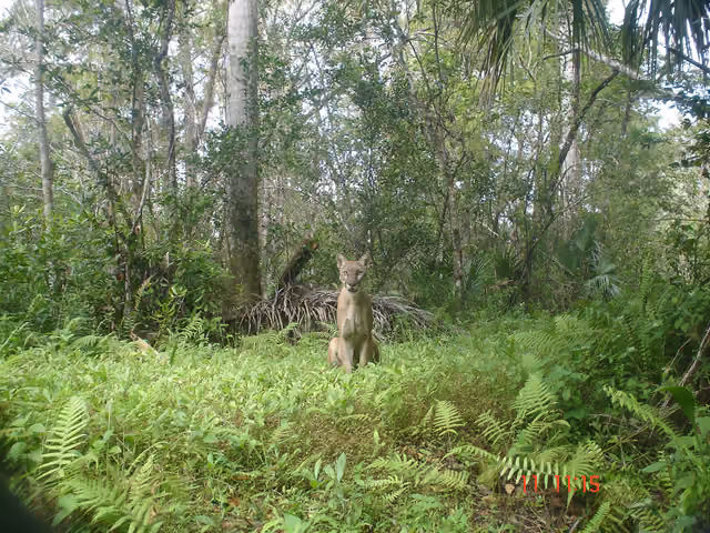 Credit: David Shindle for the Conservancy of Southwest Florida Learn more about the Florida panther at…