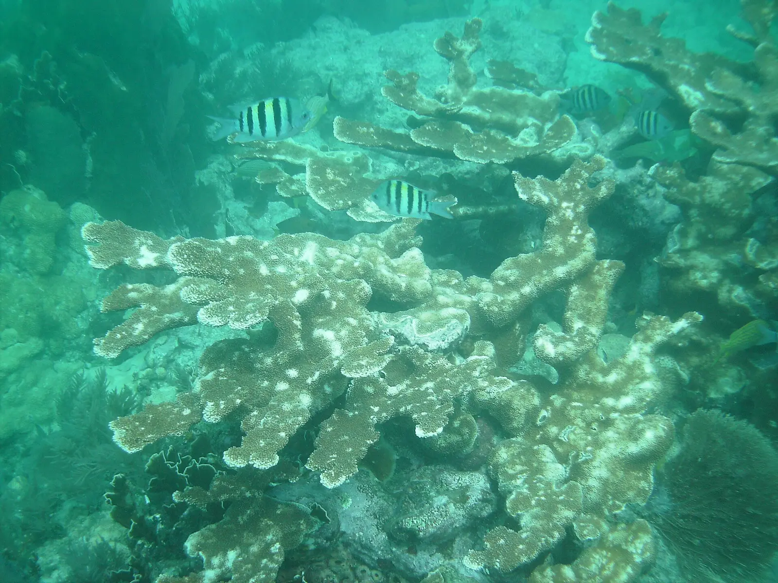 Acropora palmata (Elkhorn coral) at Molasses Reef, Key Largo, Florida, USA, in 2008 — John Pennekamp Coral Reef State Park