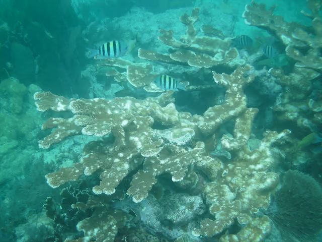 Acropora palmata (Elkhorn coral) at Molasses Reef, Key Largo, Florida, USA, in 2008 — John Pennekamp Coral Reef State Park