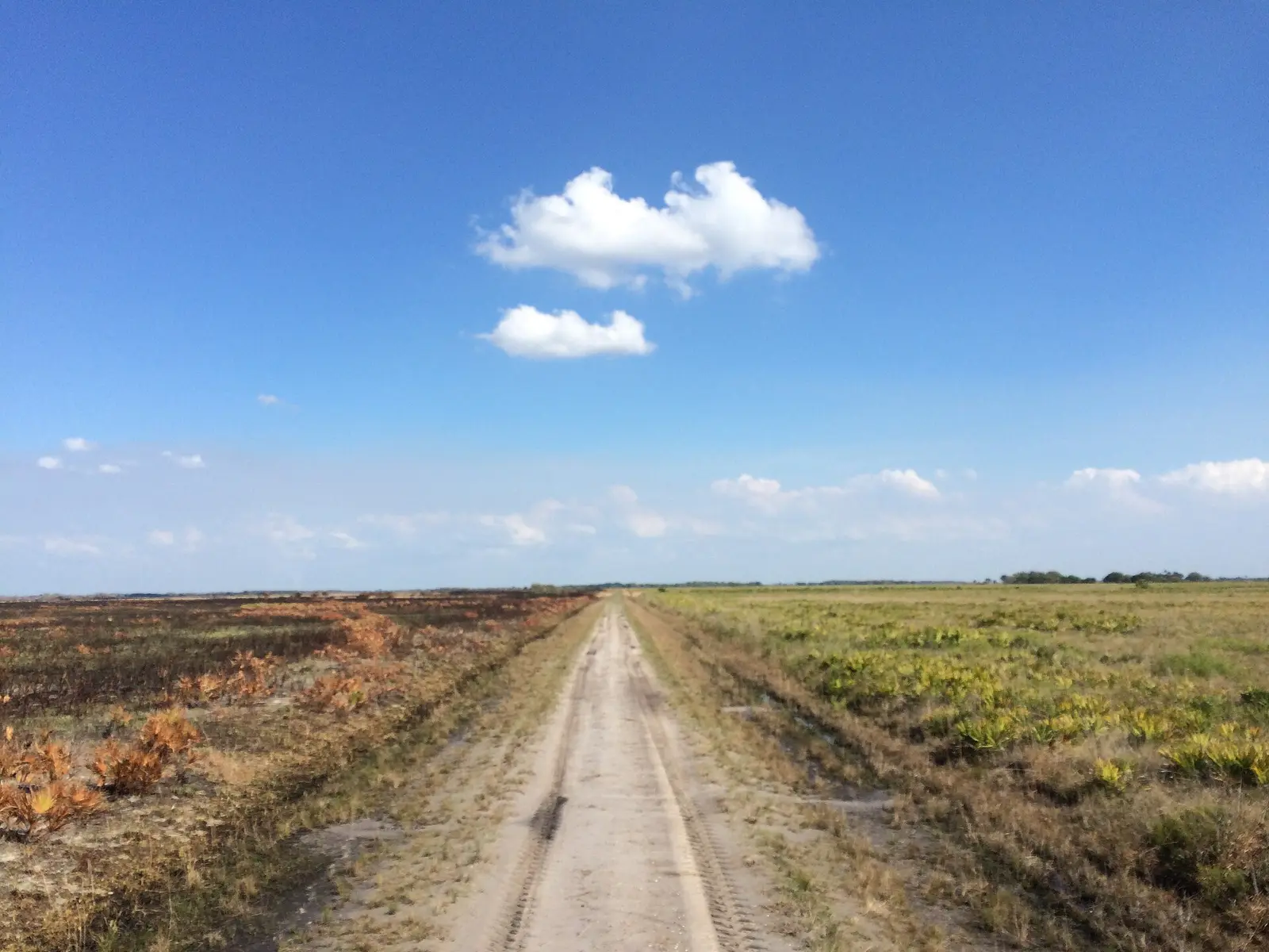 In Kissimmee Prairie Preserve, prescribed burning is essential to improve and maintain habitat for one of North America's most…