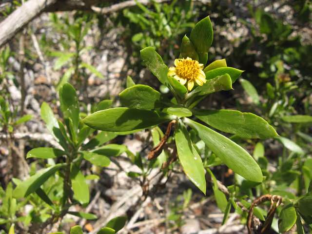 Borrichia arborescens , at Long Key State Park , Monroe County, Florida
