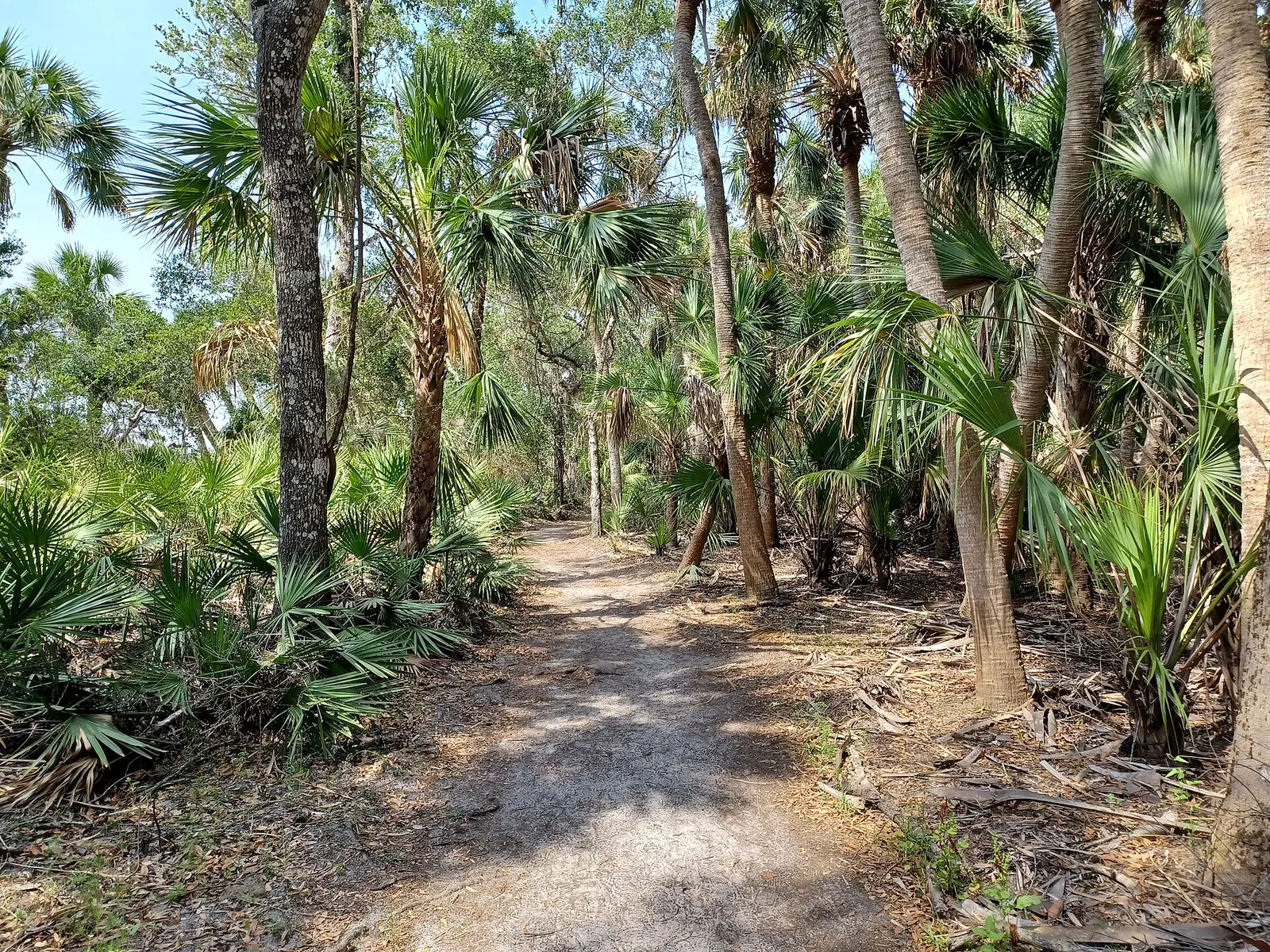 Trail in Myakka River State Park, Florida, United States