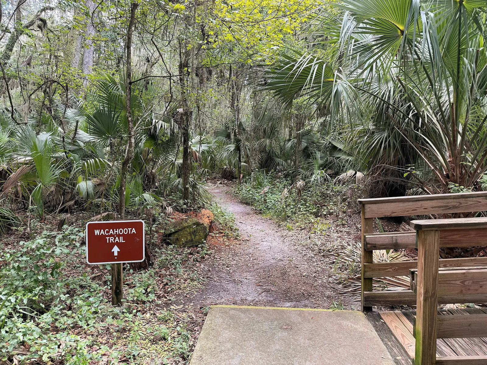 The beginning of Wacahoota Trail — Paynes Prairie Preserve State Park