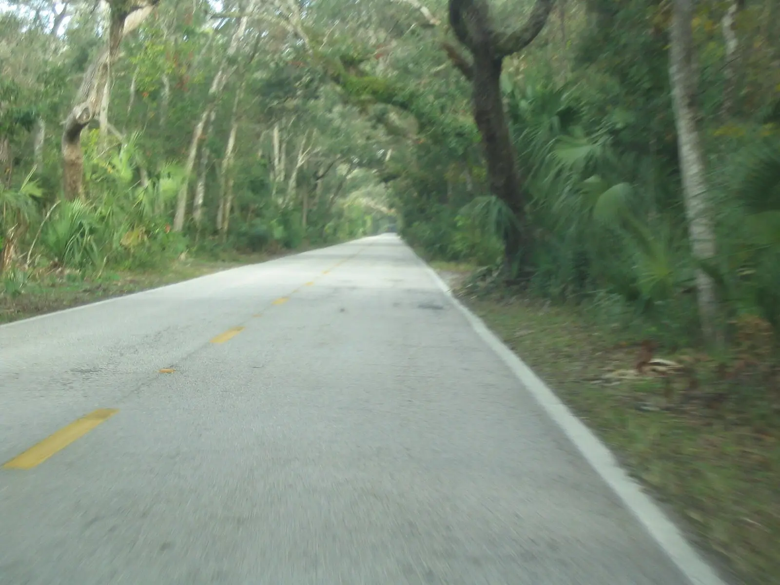 Beach Street north in Tomoka State Park