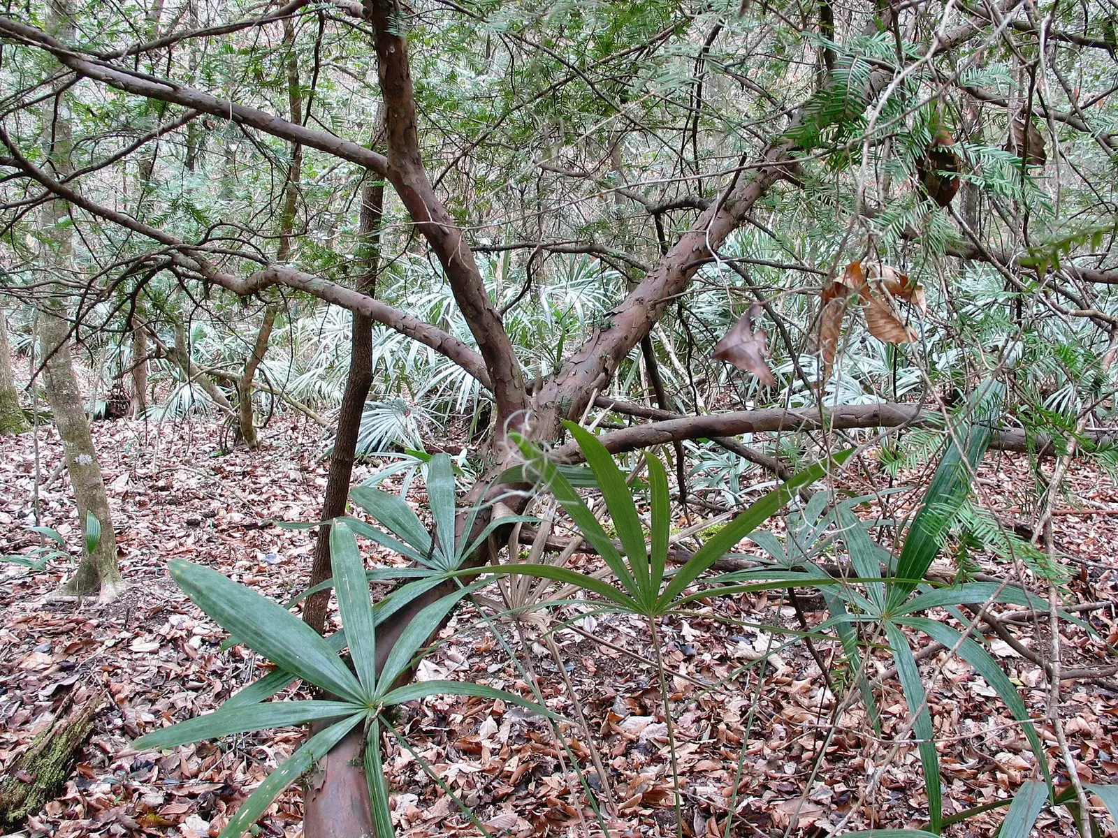 Florida yew, Taxus floridana, in Torreya State Park of Florida (February 2004), with needle palm